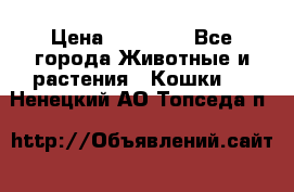 Zolton › Цена ­ 30 000 - Все города Животные и растения » Кошки   . Ненецкий АО,Топседа п.